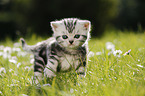 British Shorthair Kitten in the countryside