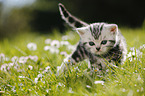 British Shorthair Kitten in the countryside