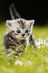 British Shorthair Kitten in the countryside