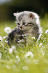 British Shorthair Kitten in the countryside