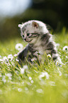 British Shorthair Kitten in the countryside