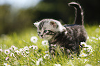 British Shorthair Kitten in the countryside