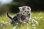 British Shorthair Kitten in the countryside