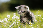 British Shorthair Kitten in the countryside