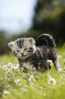 British Shorthair Kitten in the countryside