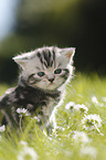 British Shorthair Kitten in the countryside