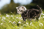 British Shorthair Kitten in the countryside