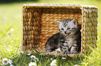 British Shorthair Kitten in the countryside