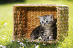 British Shorthair Kitten in the countryside