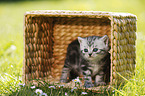 British Shorthair Kitten in the countryside