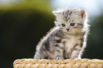 British Shorthair Kitten in the countryside