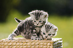 British Shorthair Kitten in the countryside