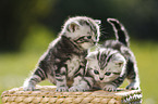 British Shorthair Kitten in the countryside