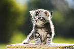 British Shorthair Kitten in the countryside