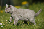 British Shorthair Kitten in the countryside