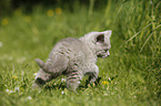 British Shorthair Kitten in the countryside