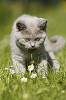 British Shorthair Kitten in the countryside