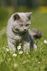 British Shorthair Kitten in the countryside