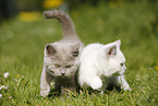 2 British Shorthair Kitten in the countryside