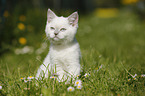 British Shorthair Kitten in the countryside