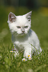 British Shorthair Kitten in the countryside