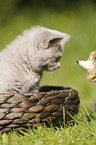 British Shorthair Kitten in the countryside