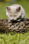 British Shorthair Kitten in the countryside