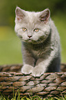 British Shorthair Kitten in the countryside