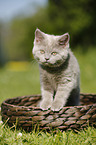 British Shorthair Kitten in the countryside