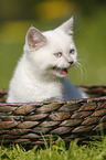 British Shorthair Kitten in the countryside