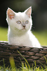 British Shorthair Kitten in the countryside