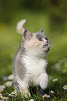 British Shorthair Kitten in the countryside