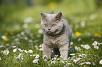 British Shorthair Kitten in the countryside