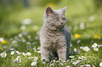 British Shorthair Kitten in the countryside