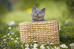 British Shorthair Kitten in the countryside