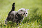 young British Shorthair Kitten in the countryside