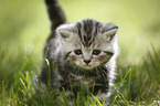 young British Shorthair Kitten in the countryside