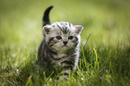 young British Shorthair Kitten in the countryside