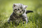 young British Shorthair Kitten in the countryside