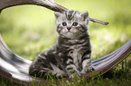 young British Shorthair Kitten in the countryside