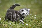 young British Shorthair Kitten in the countryside