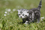 young British Shorthair Kitten in the countryside