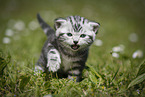 young British Shorthair Kitten in the countryside