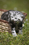 young British Shorthair Kitten in the countryside