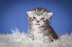 British Shorthair Kitten