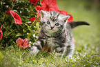 British Shorthair Kitten