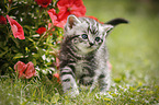 British Shorthair Kitten