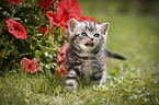 British Shorthair Kitten