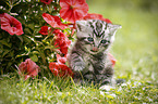 British Shorthair Kitten