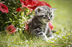 British Shorthair Kitten